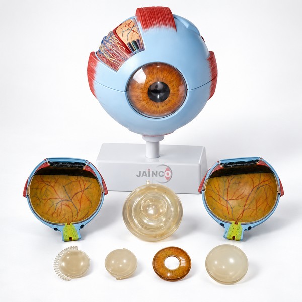 Giant  Eye Model
